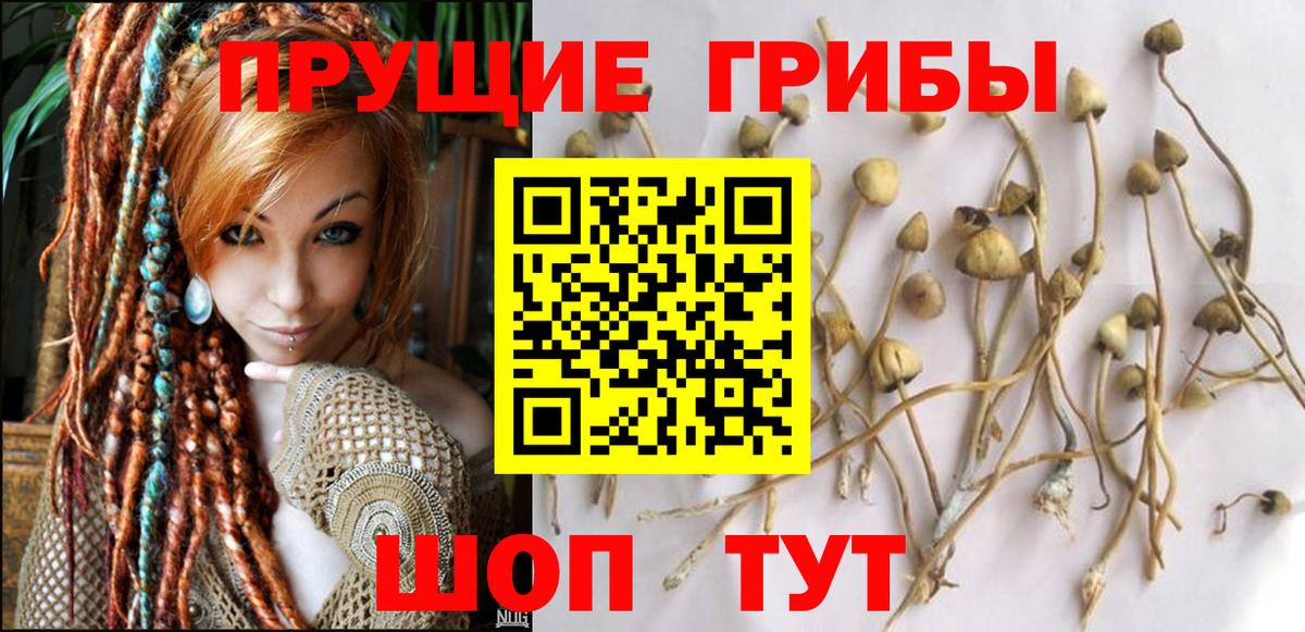 Галлюциногенные грибы Cubensis  Вход с VPN  Новозыбков 
